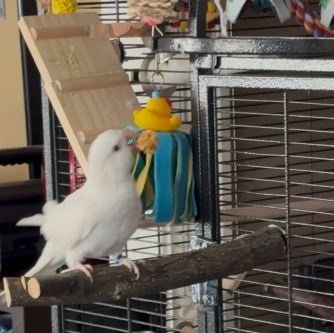 Cinnamon the white albino Quaker parrot perched on a natural wood perch in her cage